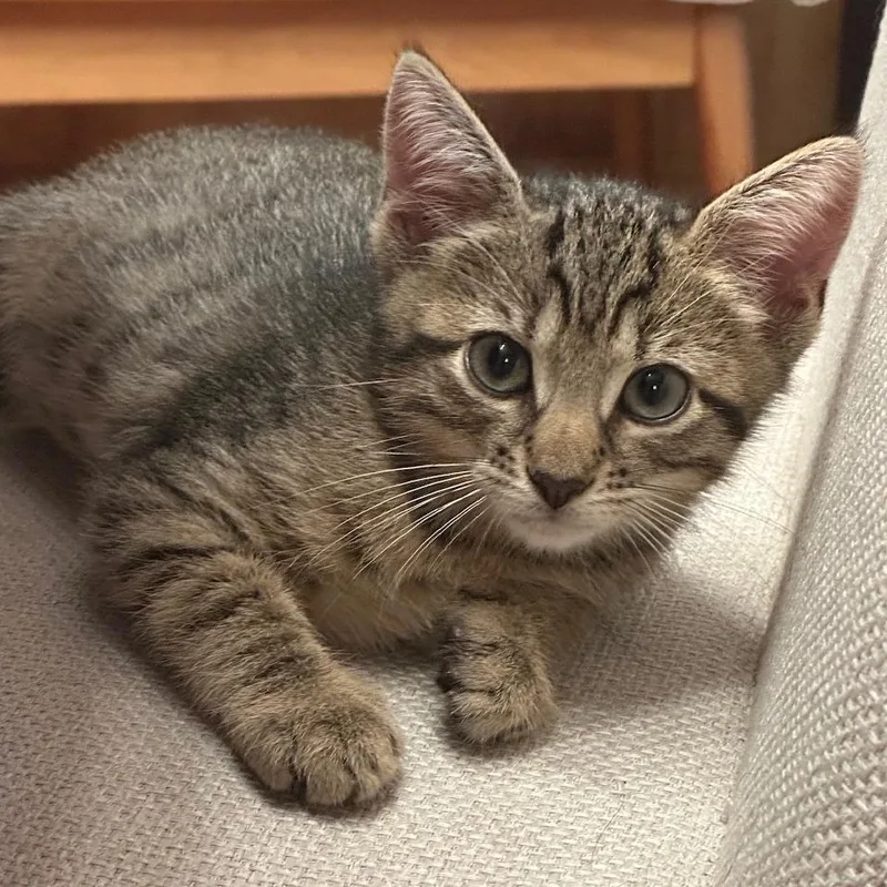 A baby small-sized male Brown / Chocolate Domestic Short Hair cat named Titan for adoption in Huntington, WV