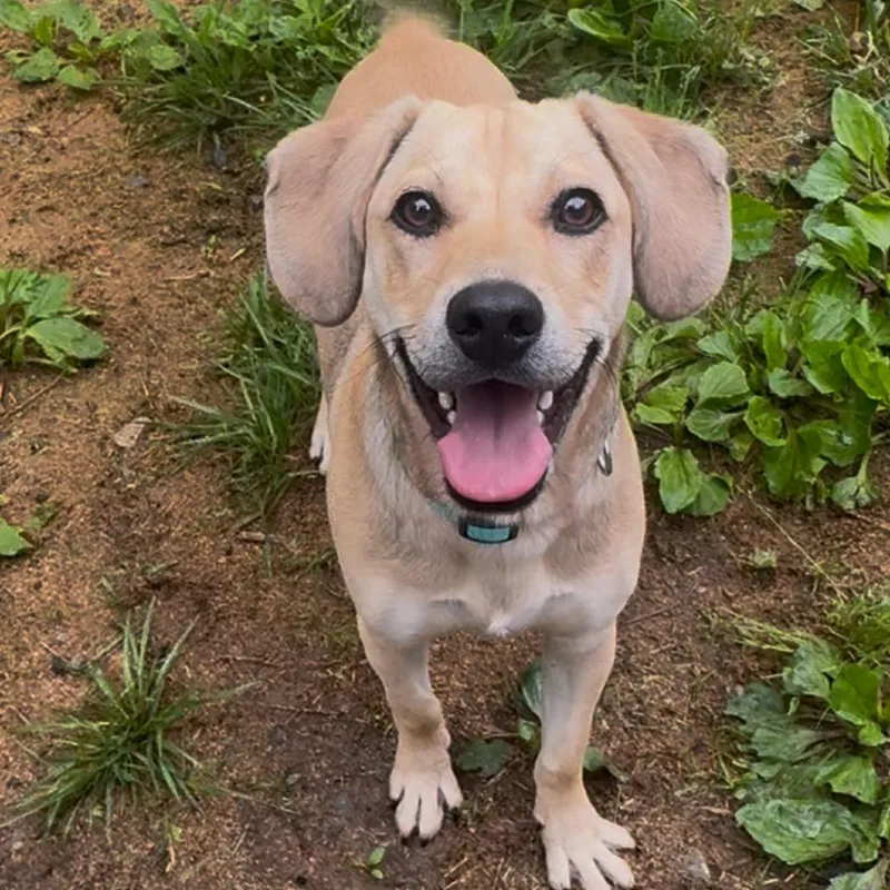 A young medium-sized male Golden Yellow Labrador Retriever dog named Koda for adoption in Fairmont, WV
