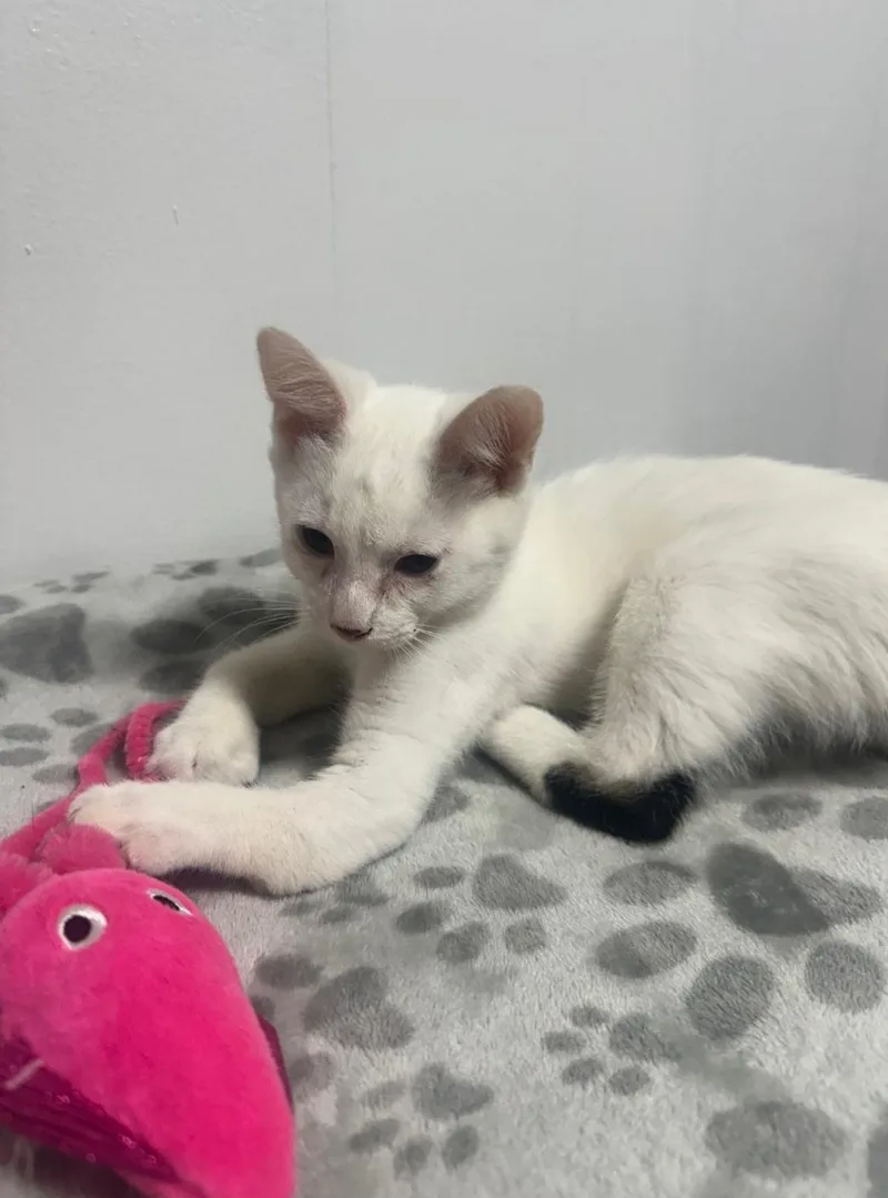 A young medium-sized male White Domestic Short Hair cat named Ghost for adoption in Union Gap, WA