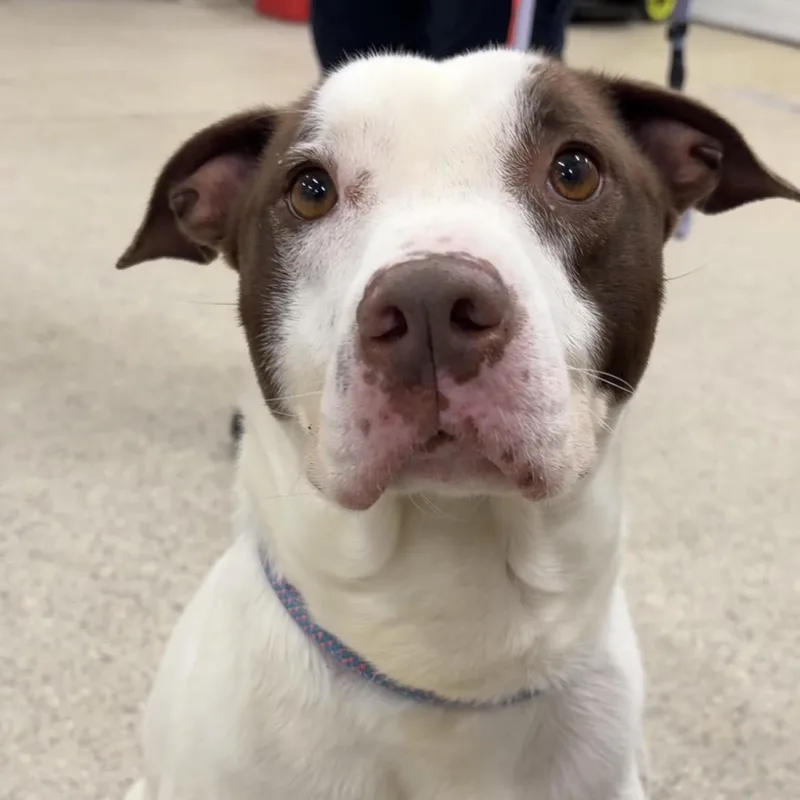 A young medium-sized male Terrier dog named Milton for adoption in Valparaiso, IN