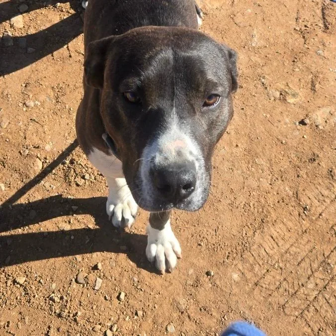 An adult medium-sized female Brindle Catahoula Leopard Dog dog named Bear for adoption in Taos, NM