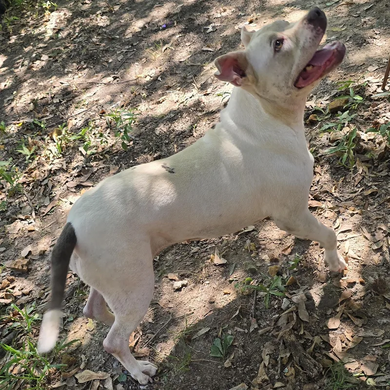 An adult medium-sized female White / Cream Pit Bull Terrier dog named Bri for adoption in Arlington, TN