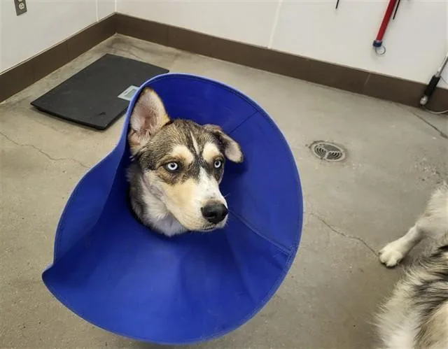 A young large-sized male Siberian Husky dog named Lucas for adoption in Tucson, AZ