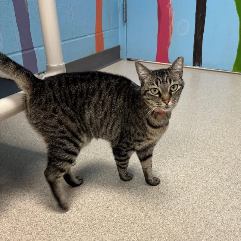 An adult medium-sized female Brown / Chocolate Domestic Short Hair cat named Lindsay for adoption in Evansville, IN