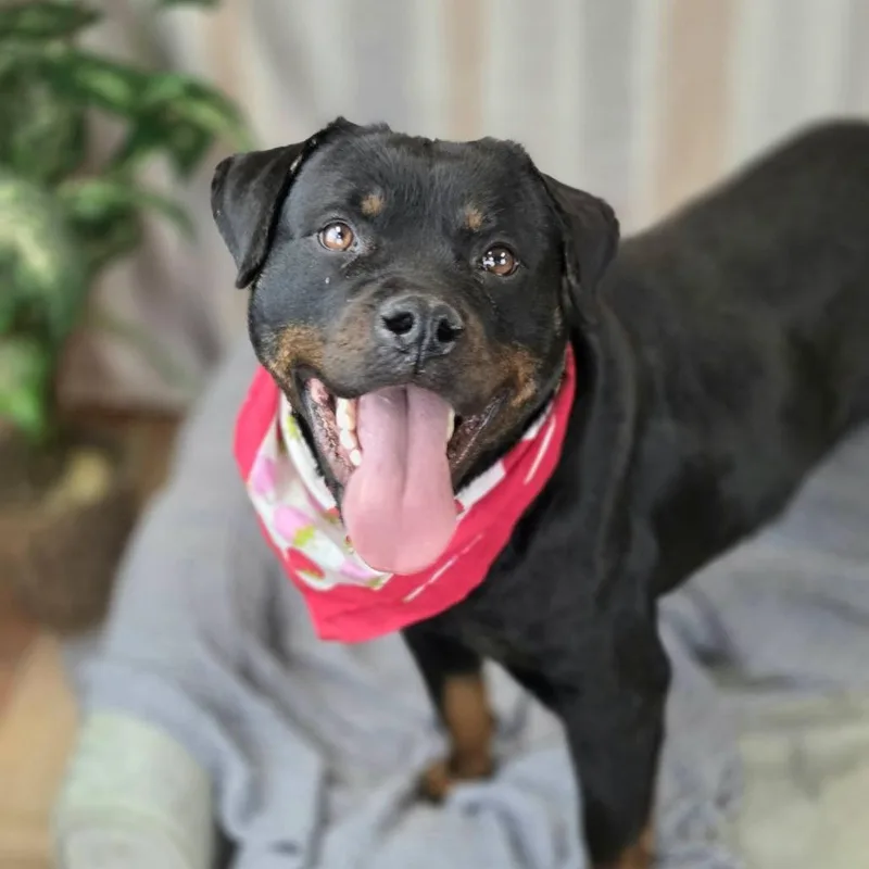 Strawberry thumbnail 2