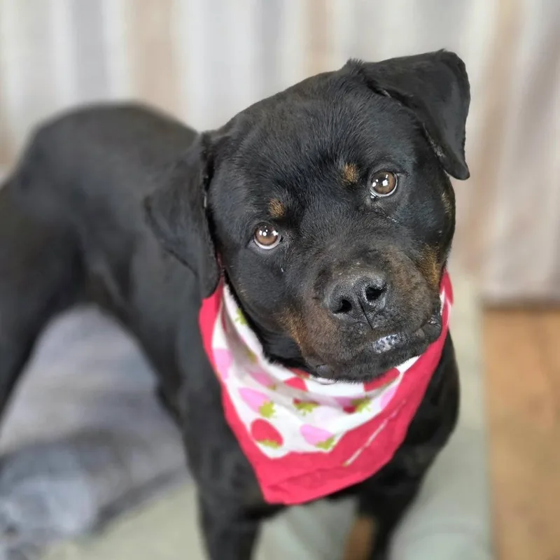 Strawberry thumbnail 3