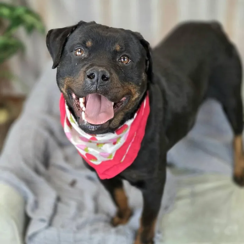 Strawberry thumbnail 4