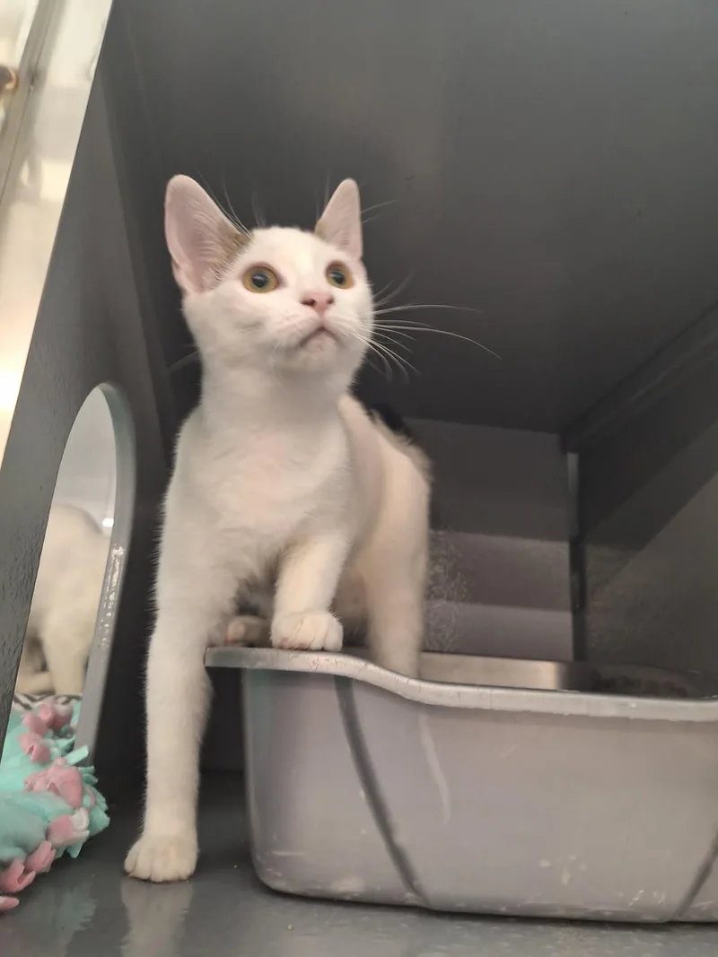 A baby medium-sized female White Domestic Short Hair cat named Petal for adoption in Spring Brook, NY