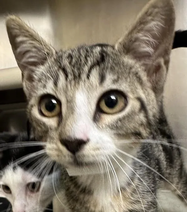 A baby small-sized female Domestic Short Hair cat named Aayla for adoption in Walnut Creek, CA