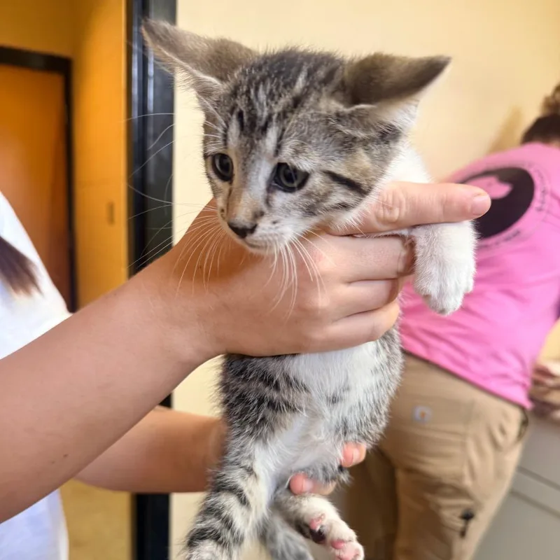 A baby small-sized male Gray / Blue / Silver Domestic Short Hair cat named Shigi for adoption in Corinth, MS