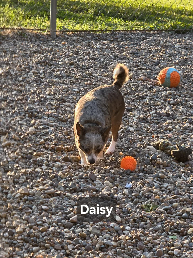 Daisy