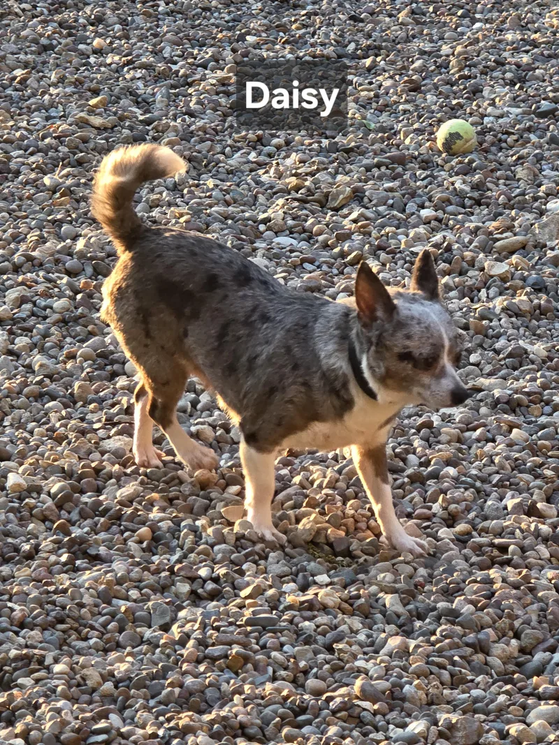 Daisy thumbnail 3