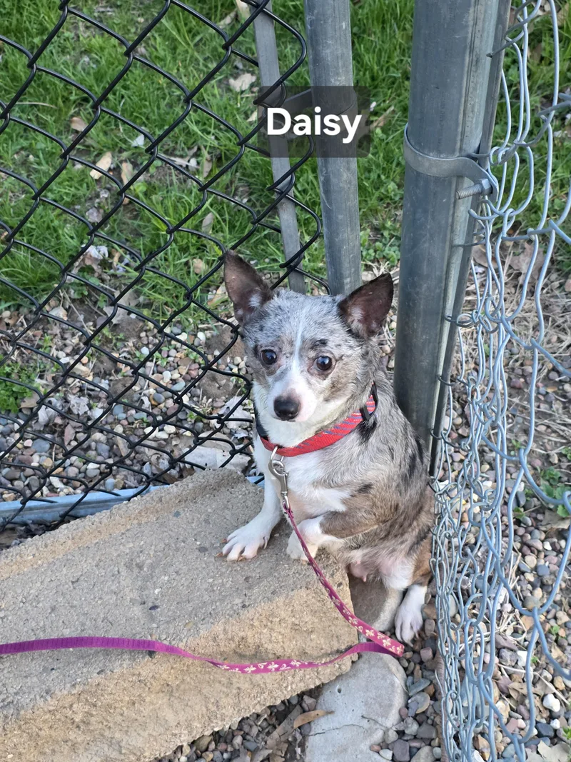 Daisy thumbnail 4