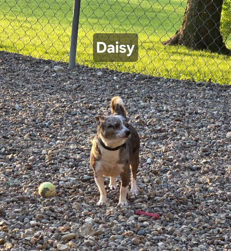 Daisy thumbnail 5