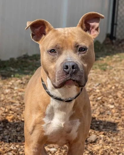 An adult medium-sized male Mixed Breed dog named Santino for adoption in Chamblee, GA