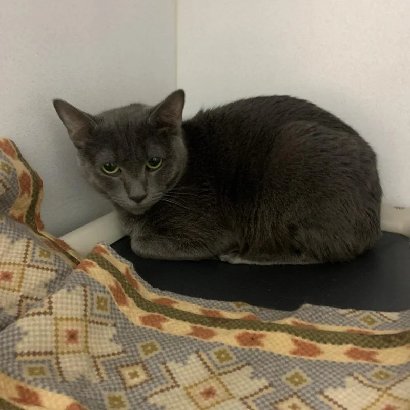 An adult medium-sized female Gray / Blue / Silver Domestic Short Hair cat named Lucygrey for adoption in Franklin, NC