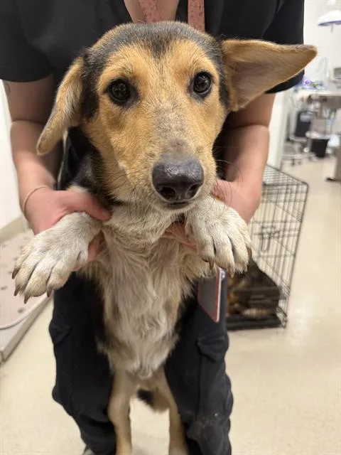A young medium-sized male Black Mouth Cur dog named Sonny for adoption in Baytown, TX