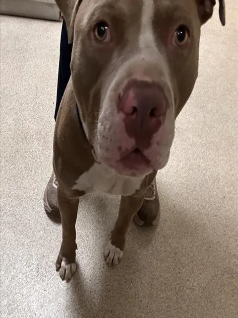 A young medium-sized male Pit Bull Terrier dog named Iron Mike for adoption in Riverside, CA
