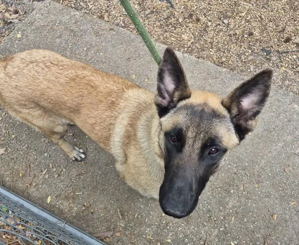 A young large-sized female Belgian Shepherd / Malinois dog named Pen C Brandy for adoption in Lawrenceville, GA