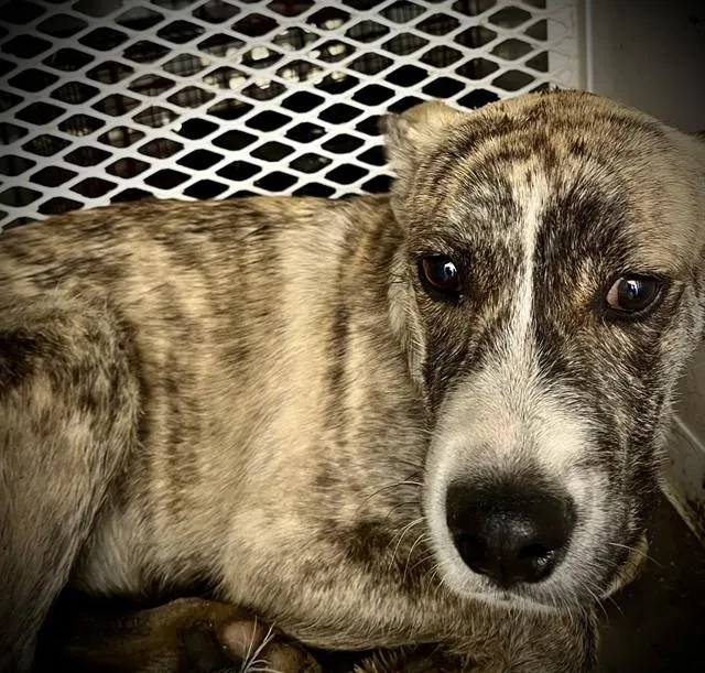 A baby medium-sized female Brindle Shepherd dog named May for adoption in Thousand Oaks, CA