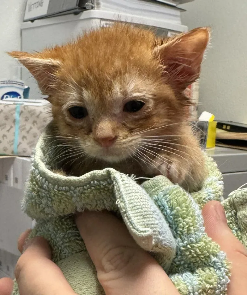 A baby medium-sized female Domestic Short Hair cat named Biscuit for adoption in St. Cloud, MN