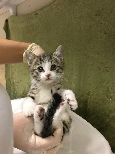 A baby small-sized male Domestic Short Hair cat named Jelly Roll for adoption in Riverside, CA