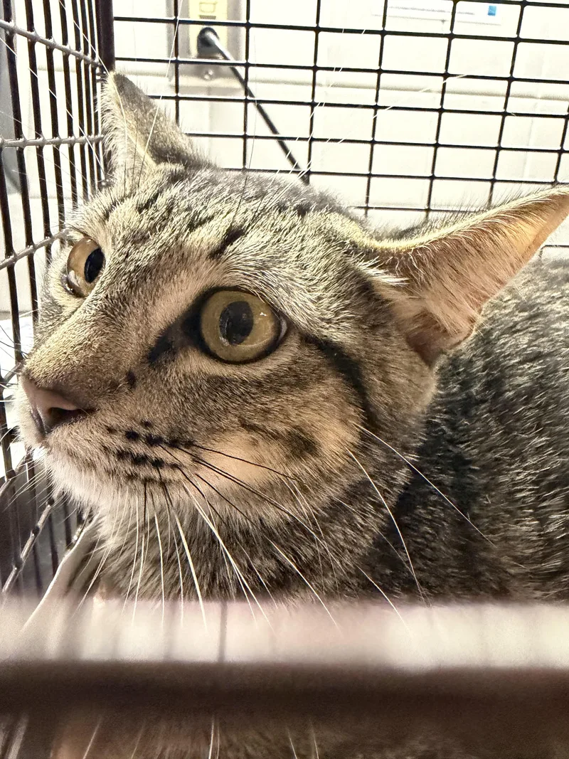 A young large-sized female Domestic Short Hair cat named Mimi for adoption in Los Angeles, CA