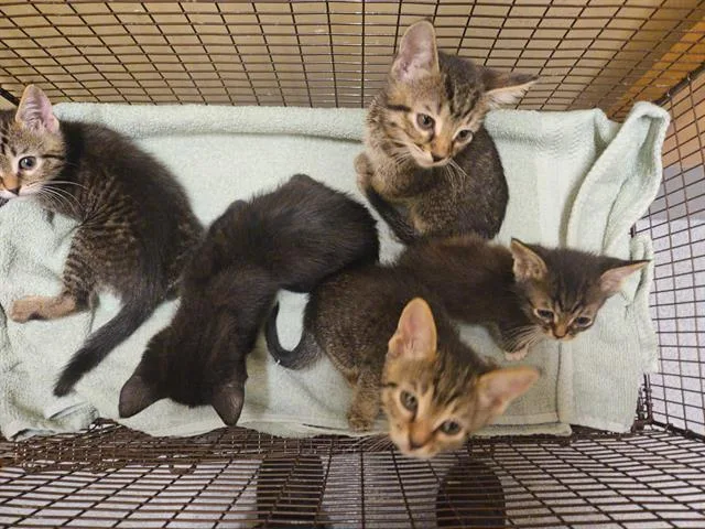 A baby small-sized male Domestic Short Hair cat named Luke for adoption in Tustin, CA