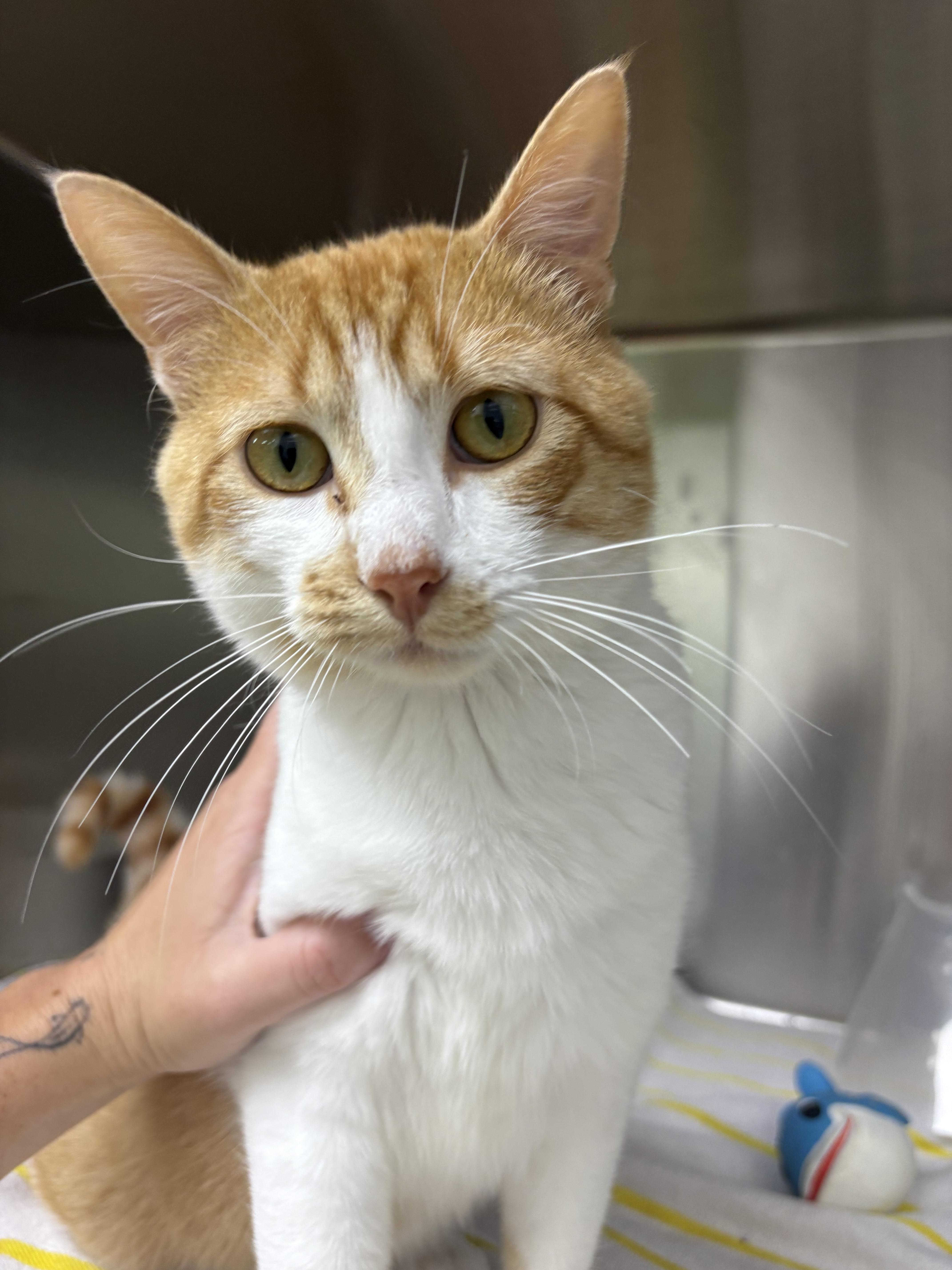 An adult medium-sized male Orange & White Domestic Short Hair cat named Nemo for adoption in Blue Springs, MO