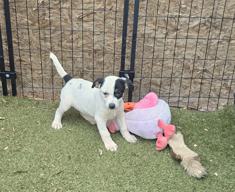 A baby medium-sized female Border Collie dog named Tiara for adoption in Apache Junction, AZ