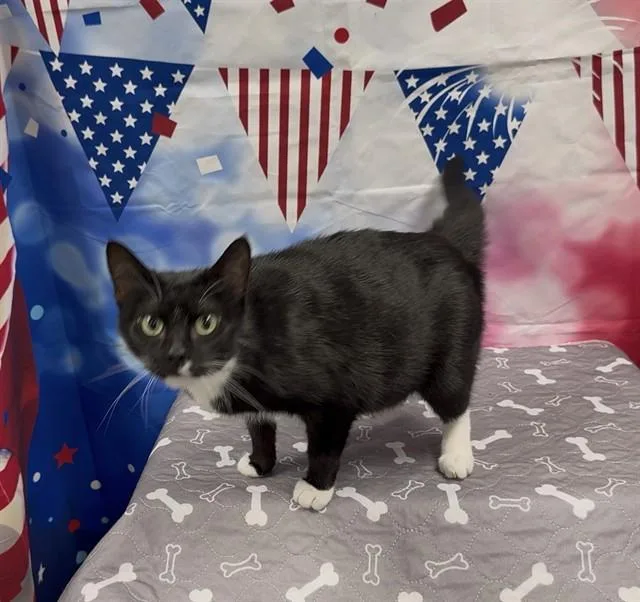 An adult small-sized female Domestic Short Hair cat named Athena for adoption in Wylie, TX