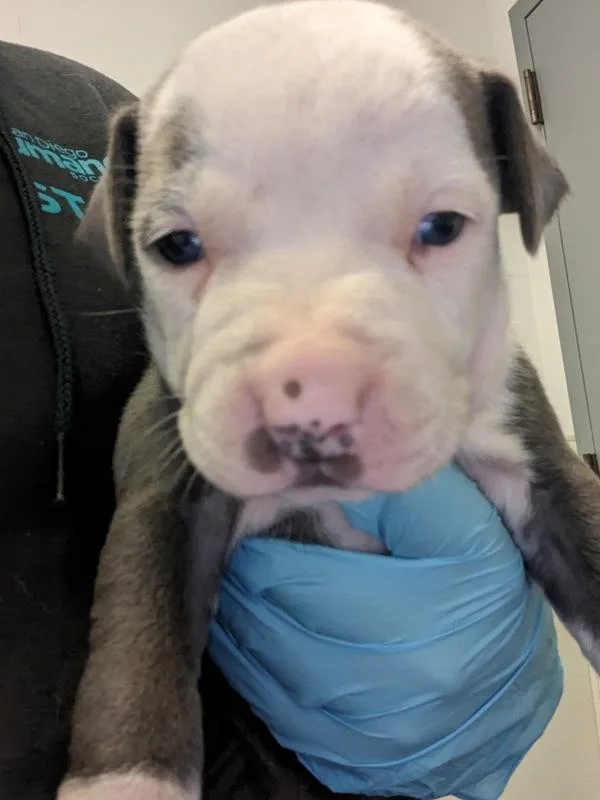 Rutabaga thumbnail 2