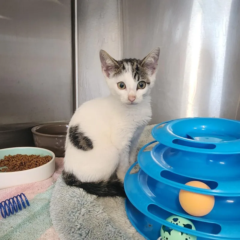 A baby small-sized male White Domestic Short Hair cat named Widget for adoption in Evensville, TN