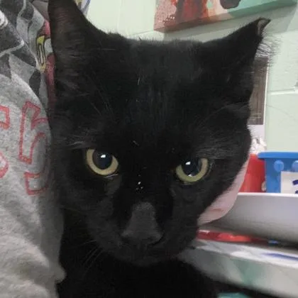 An adult large-sized male Domestic Short Hair cat named Goliath for adoption in Cincinnati, OH