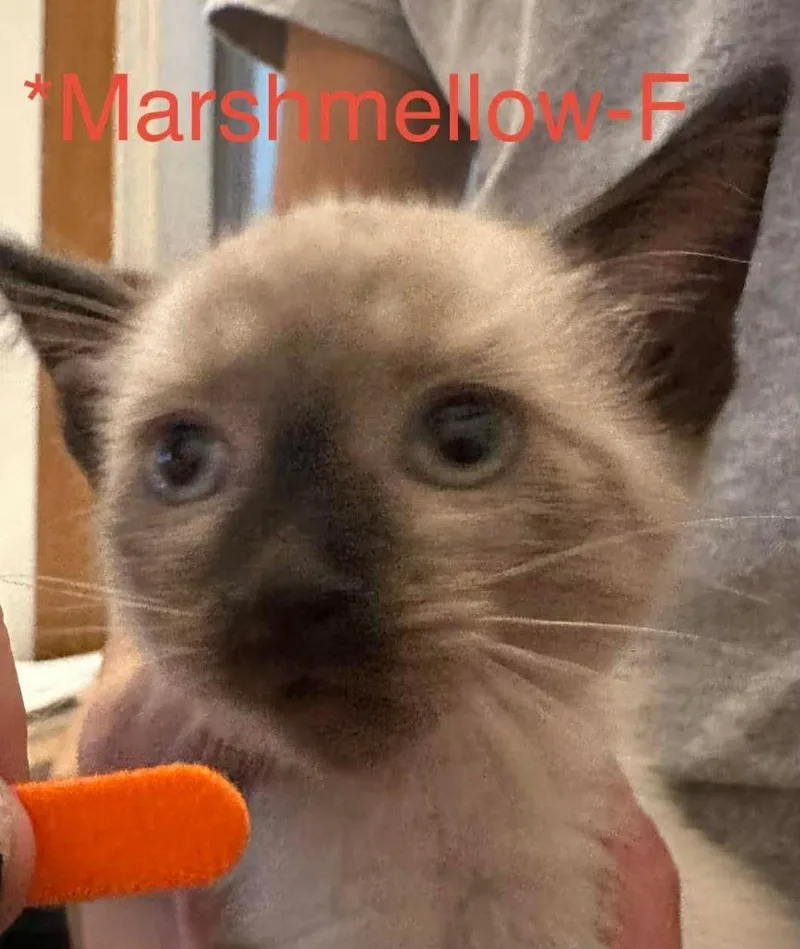 A baby medium-sized female Domestic Short Hair cat named Marshmellow for adoption in Cloquet, MN