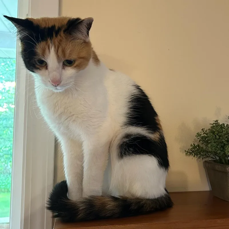 Stella