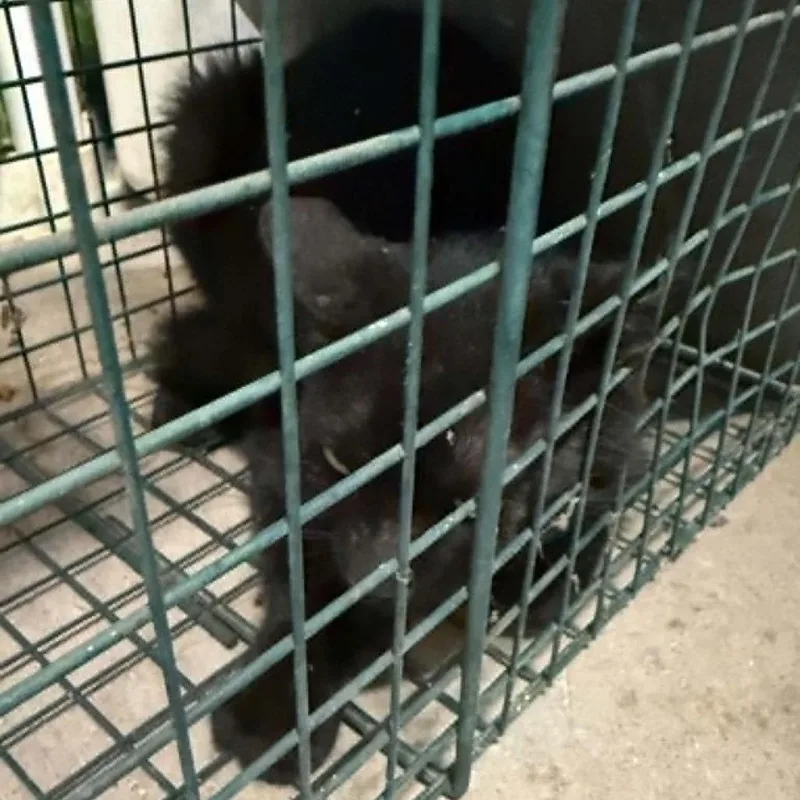 A young small-sized male Black Domestic Short Hair cat named Nacogdoches for adoption in Stephenville, TX