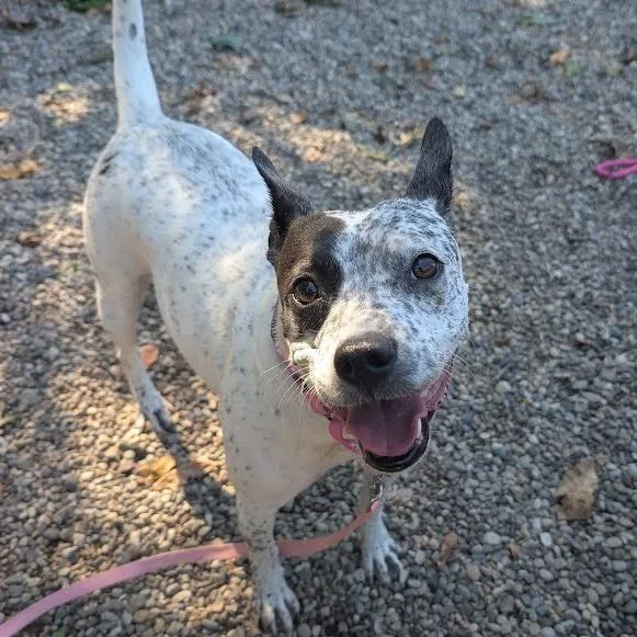 An adult medium-sized female Mixed Breed dog named Lillian for adoption in West Olive, MI