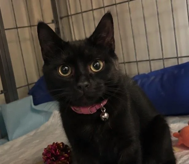 A baby medium-sized female Black Domestic Short Hair cat named Cactus for adoption in Clinton Township, MI
