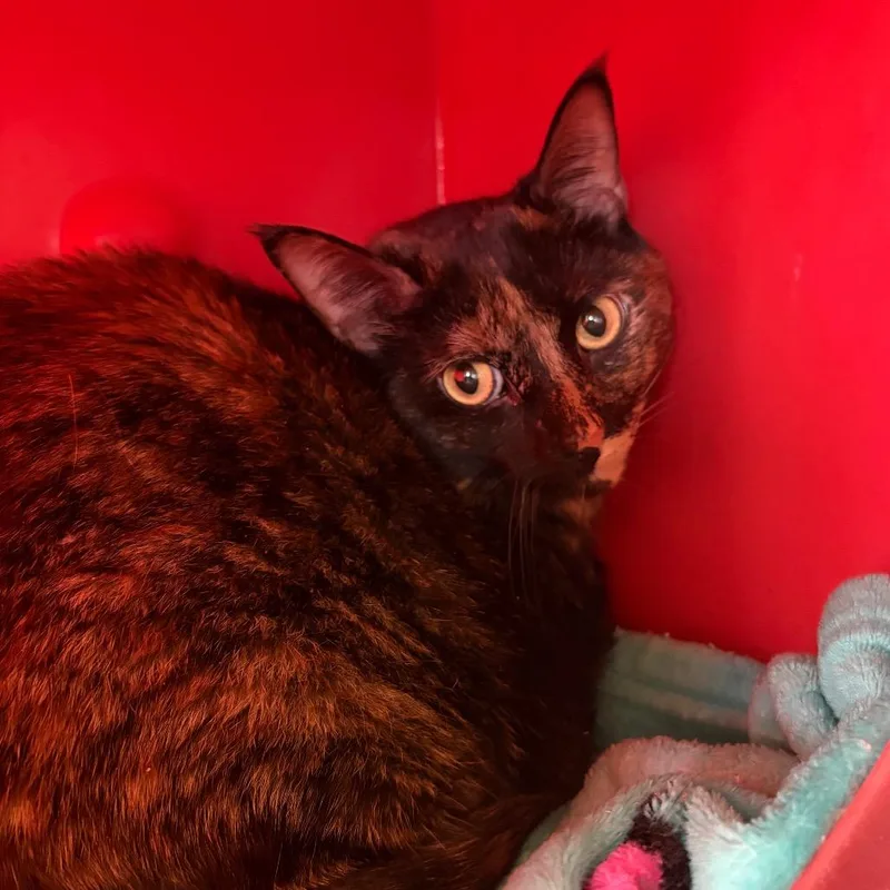 An adult large-sized female Tortoiseshell Domestic Short Hair cat named Isobel for adoption in Waukesha, WI