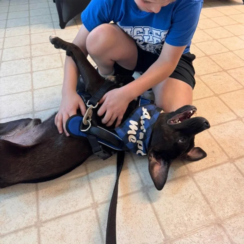 A young medium-sized male Terrier dog named Tiny Tim for adoption in Bloomfield, CT