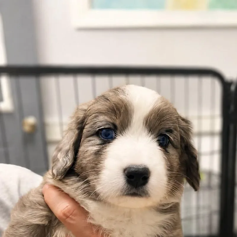 A baby medium-sized male Shepherd dog named Cassian for adoption in Cranston, RI