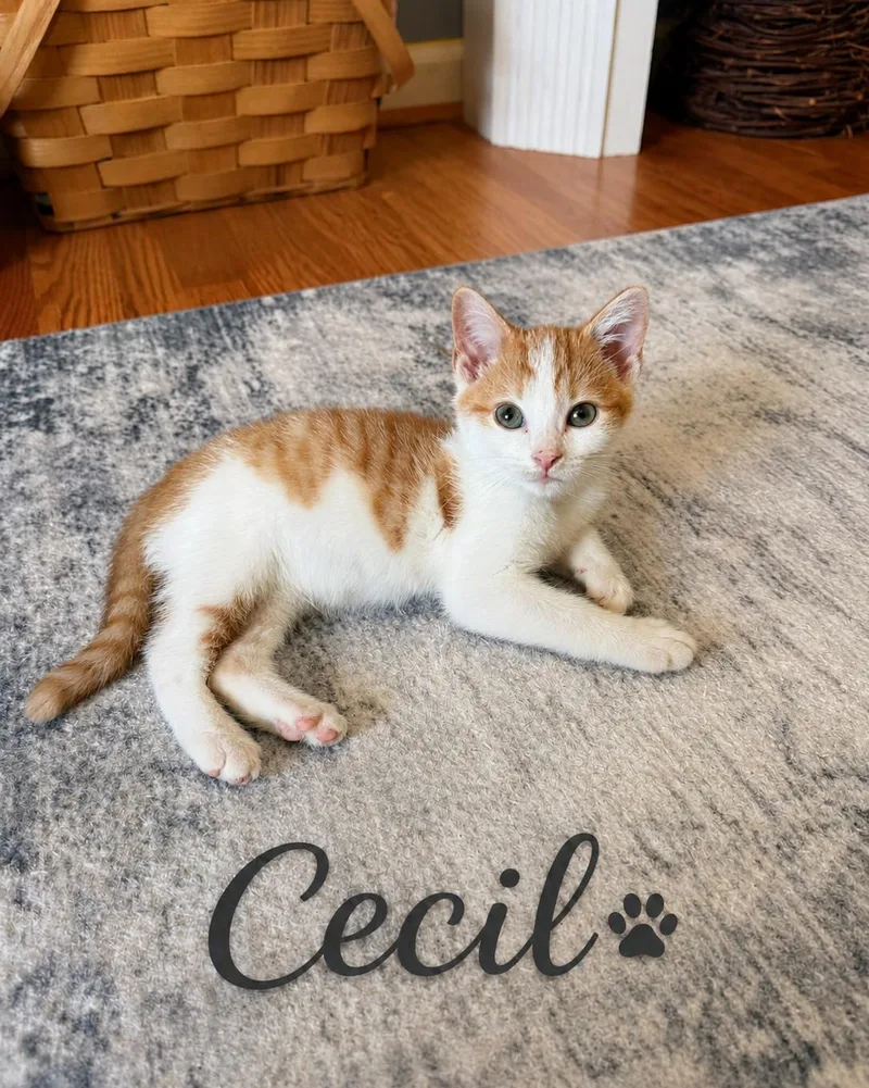 A baby small-sized female Domestic Short Hair cat named Cecil for adoption in Seven Valleys, PA