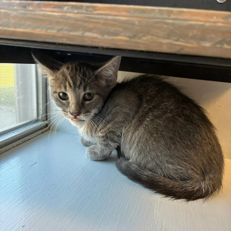 A baby small-sized male Black Domestic Short Hair cat named Smooth Criminal for adoption in Carencro, LA