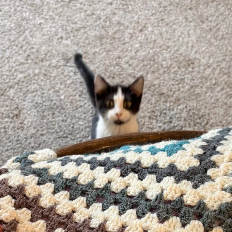 A baby small-sized female Black Domestic Short Hair cat named Highway for adoption in St. Paul, MN