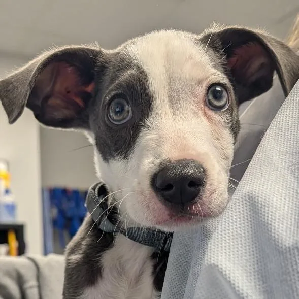 A baby small-sized male Gray / Blue / Silver Mixed Breed dog named Space Banana for adoption in Greenville, SC