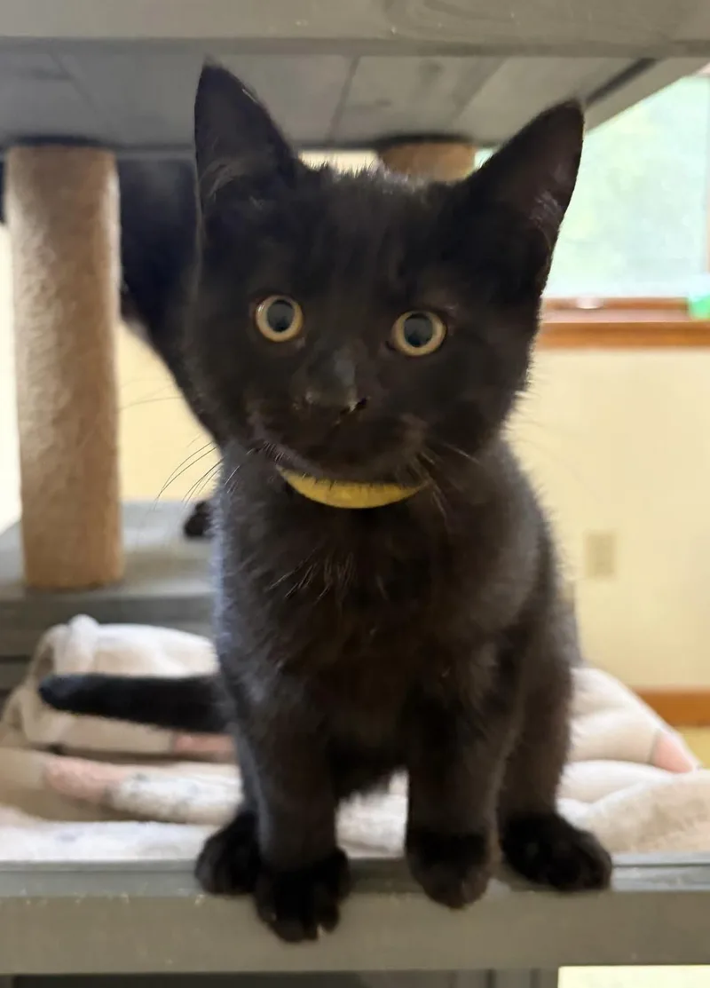 A baby medium-sized female Black Domestic Short Hair cat named Cheese Stick for adoption in Breinigsville, PA