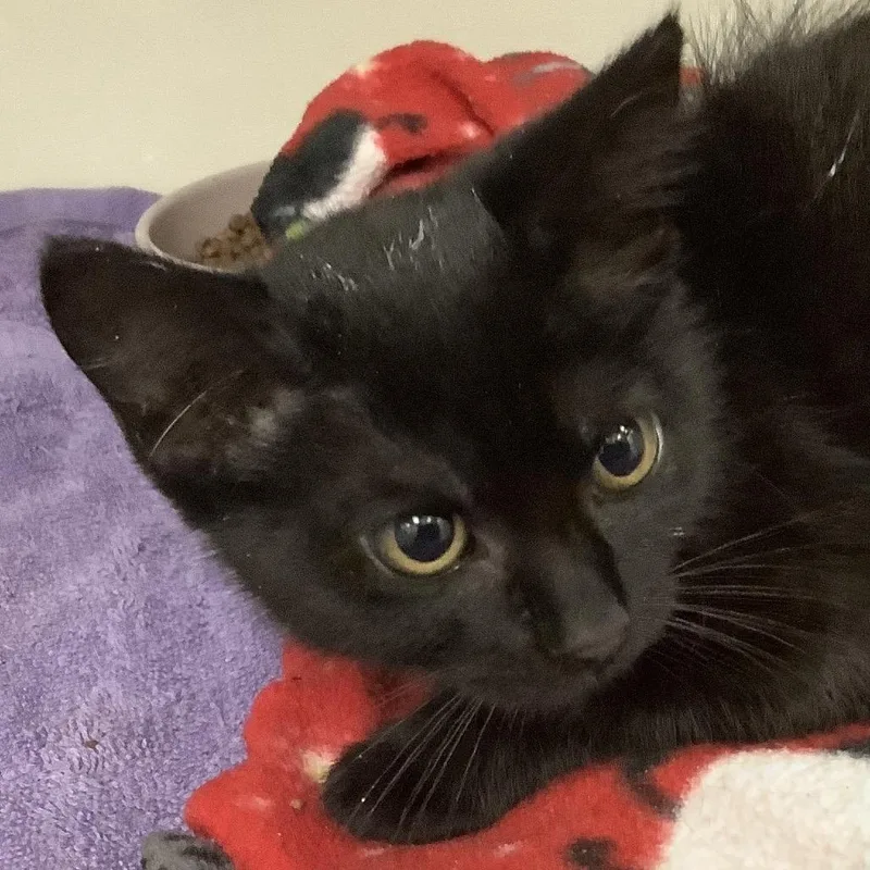 A baby small-sized female Black Domestic Short Hair cat named Neptune for adoption in Redwood City, CA