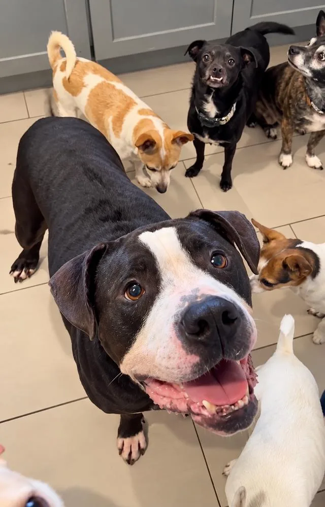 An adult medium-sized male Tricolor (Brown, Black, & White) American Staffordshire Terrier dog named Duncan for adoption in Saugus, MA