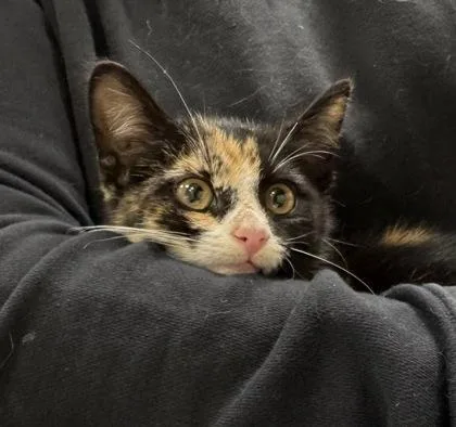 A baby small-sized female Domestic Short Hair cat named Fortune Cookie for adoption in Fishers, IN